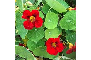 Outsidepride Double Gleam Scarlet Nasturtium Seeds - 200 pcs Annual, Dwarf, Edible, Trailing & Climbing Vine Flower Seeds for Deer Resistant Gardens, Container Plants & Hanging Baskets (AAS Winner)
