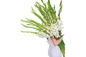 WANGBINYU 19 Stems White Gladiolus Fresh Cut Flowers for Home Decor Birthday Gift of Healing Friendship and Love Bulk Flowers Wholesale