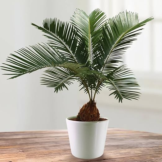 Cycas Revoluta 1 Plante Amazon Fr Jardin