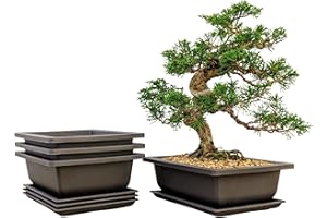 Bonsai Outlet Training Pots with Humidity Trays - Built in Mesh, Brown 8-Inch Large Planters + Made from Durable Shatter Proof Poly-Resin, Set of 3 Pot Set