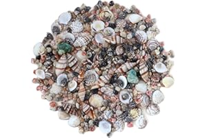 iao.v.p ≈600pcs Tiny Seashell, Small Sea Shells, Natural Colorful Spiral Ocean Beach Seashells, Turbo Shells for Aquarium, Crafts, Party, Wedding, Home Decor, Vase Filler, Fish Tank Sand, 5 Kinds