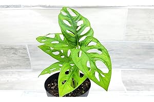 Monstera Adansonii Philodendron Swiss Cheese Live Plant 4" Pot by 3exoticgreen - Plants Live Houseplants, Indoor Plants, Monstera Plant for Home Decor