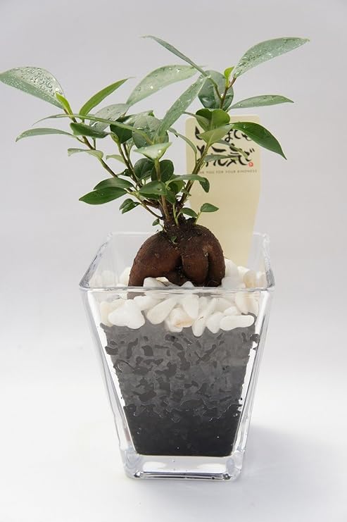 Amazon 土を使っていないので衛生的 おしゃれなモノトーンの観葉植物ギフトにも ハイドロカルチャー 観葉植物 ガジュマル スクエアガラスベース大 炭 白石のせ ２個セット 観葉植物 オンライン通販