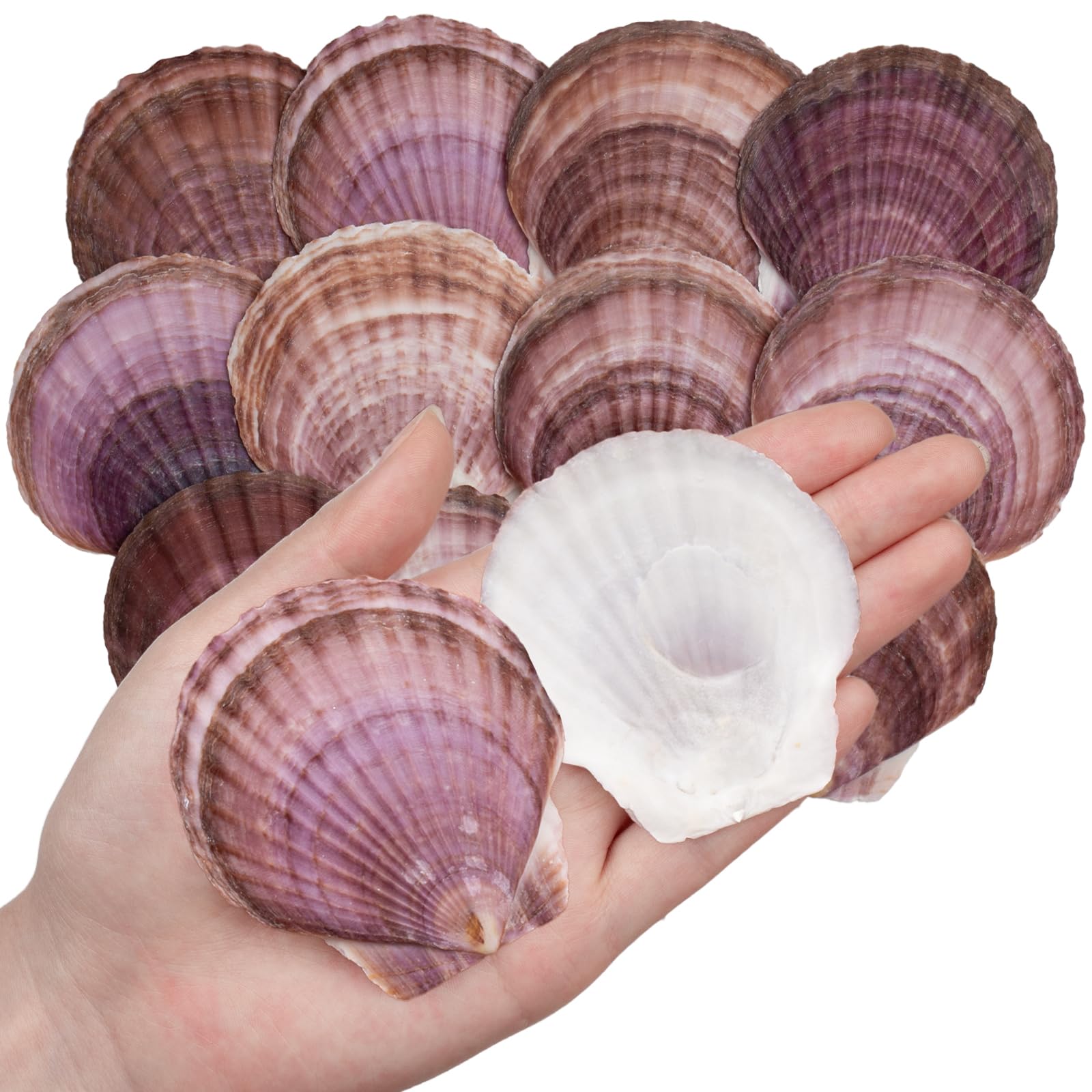 Photo 1 of 30PCS Natural Scallop Shells Purple Sea Shells, Real Seashells from Beach for DIY Crafts, Ocean Themed Party, Painting, and Wedding Decorations (2''–2.8'')