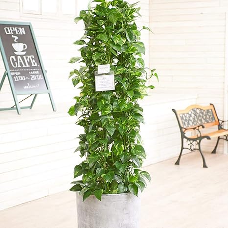 Amazon 観葉植物 ポトス 10号 インテリア鉢カバー ファイバークレイグレーポッド 立札 花言葉カード 欧州から輸入の装飾リボン付 開店祝い 開業 祝い 新築祝い ギフト 贈り物 プレゼント 観葉植物 オンライン通販 Amazon 観葉植物 ポトス 10号 インテリア鉢カバー ファイバークレイグレーポッド 立札 花言葉カード 欧州から輸入の装飾リボン付 開店祝い 開業 祝い 新築祝い ギフト 贈り物 プレゼント 観葉植物 オンライン通販