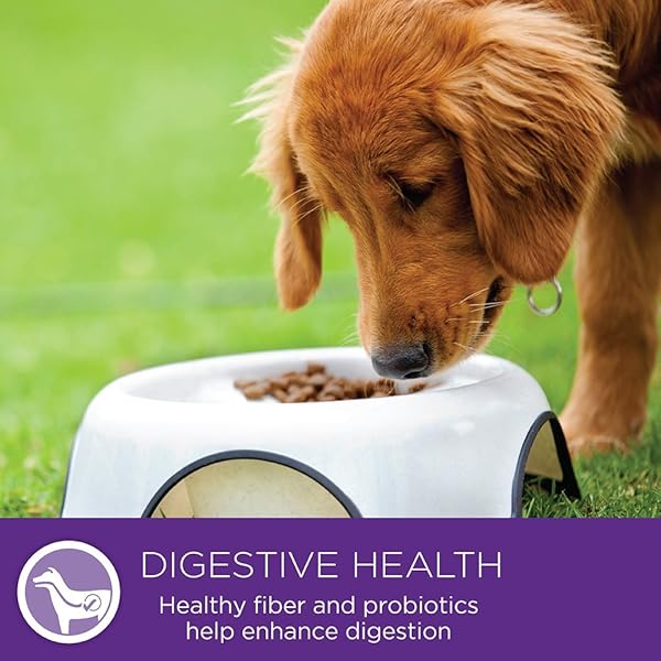 WELLNESS PETITE ENTREES CASSEROLE GRAIN FREE CASSEROLE TENDER CHICKEN NATURAL WET DOG FOOD, 3-OUNCE CUP