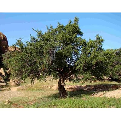 10 Argania spinosa Seeds, Rare Argan Tree from Morocco, Source of Argan Oil