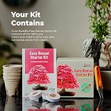 Grow Buddha Grow Your Own Bonsai Starter Kit – 4 Trees for Beginners view 6