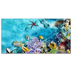 The Underwater World Coral Reef Fishes Starfish