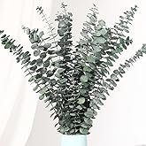 Jtoder 20 Pcs Dried Eucalyptus Stems, 17'' Natural Real Live Greenery Eucalyptus Leaves Branches Hanging Shower, Preserved Dr