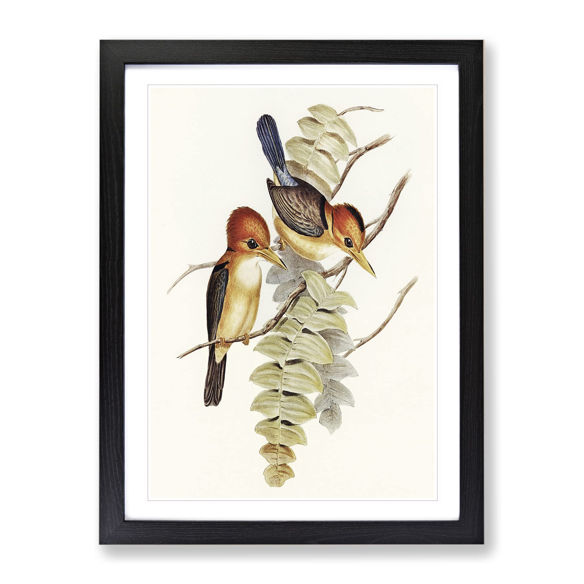 Yellow Billed Kingfishers By Elizabeth Gould Vintage Framed Wall Art Print, Ready to Hang Picture for Living Room Bedroom Home Office Décor, Black A4 (34 x 25 cm)