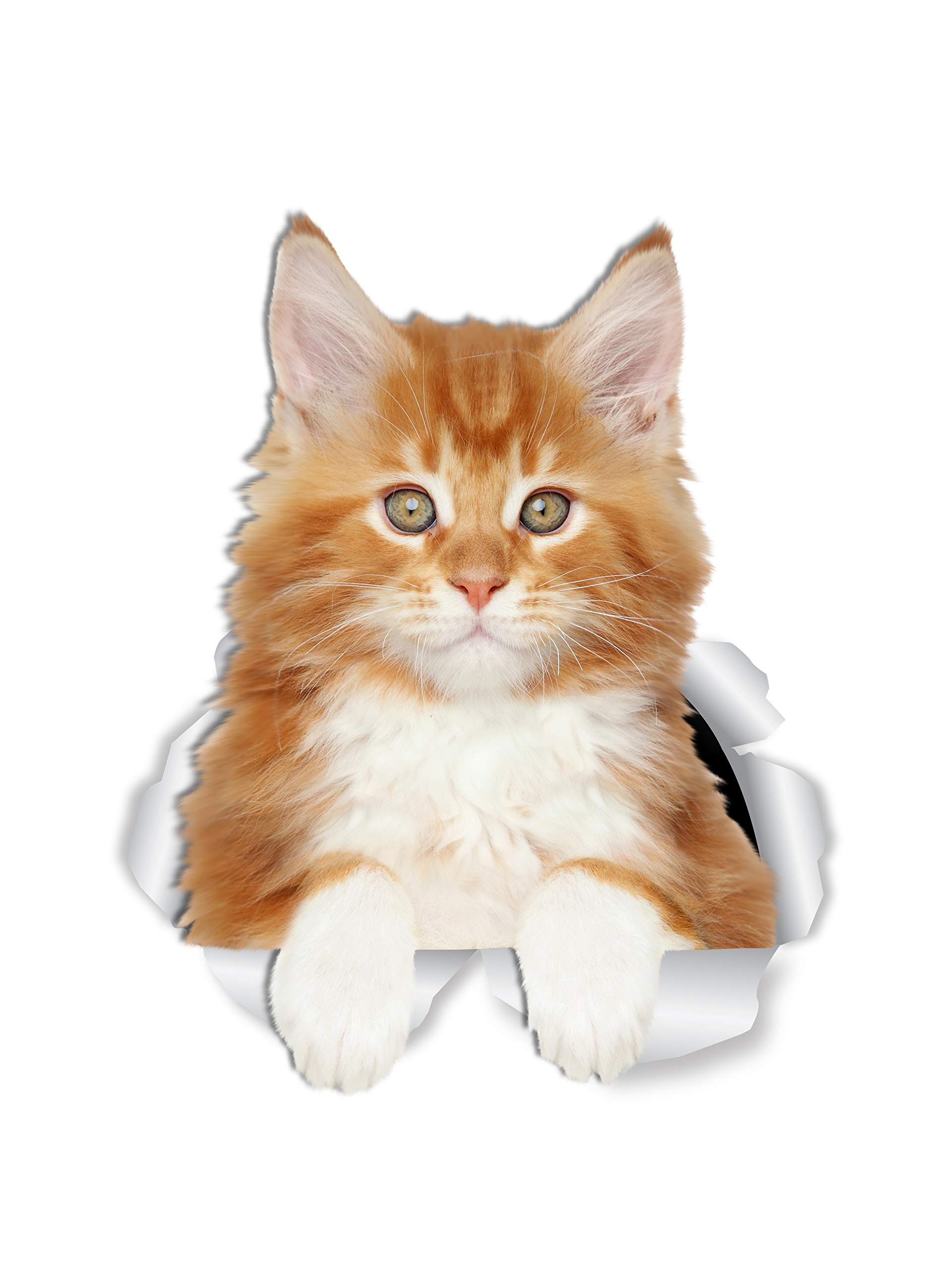 Winston & Bear Cute Red Maine Coon Kitty Cat Wall Decals - 2 Pack - Orange Maine Coon Cat Toilet Sticker – 3D Cat Car Window and Bumper Sticker - Retail Packaged Maine Coon Lover Gifts