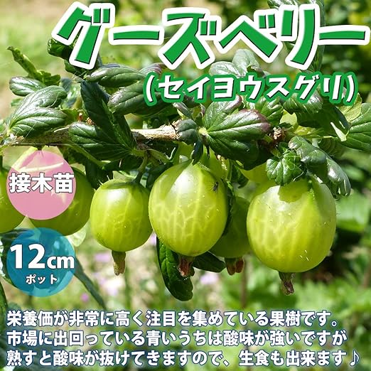Amazon グーズベリーの苗木 品種で選べる果樹苗木 2年生 挿木苗 12cmポット 平均樹高 40cm 1個 ポット植えなのでほぼ年中植付け可能 別名 スグリ セイヨウスグリ アメリカスグリ グズベリー 栄養価が非常に高く注目を集めている果樹です 市場に出回っている