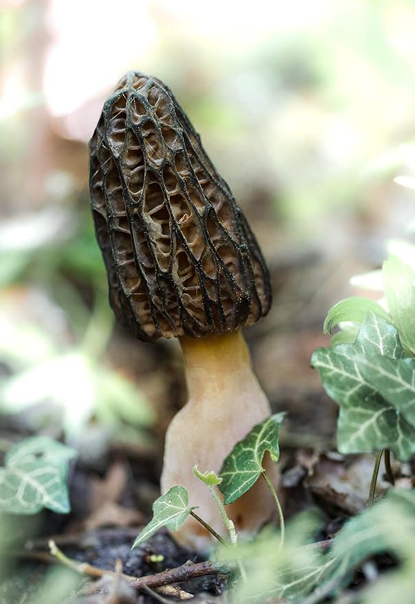 Morel Mushrooms Mycelium Spores (Latin. Morchella Elata
