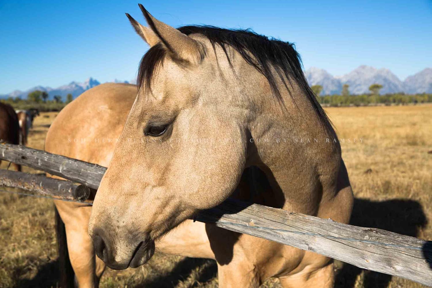 Photographs - Equine Photography Print (Not Framed) Picture of Buckskin Horse in Grand Teton National Park Wyoming Animal Wall Art Western Decor (8