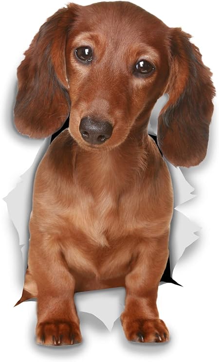 Winston Bear 3d Dog Stickers 2 Pack Long Haired Dachshund