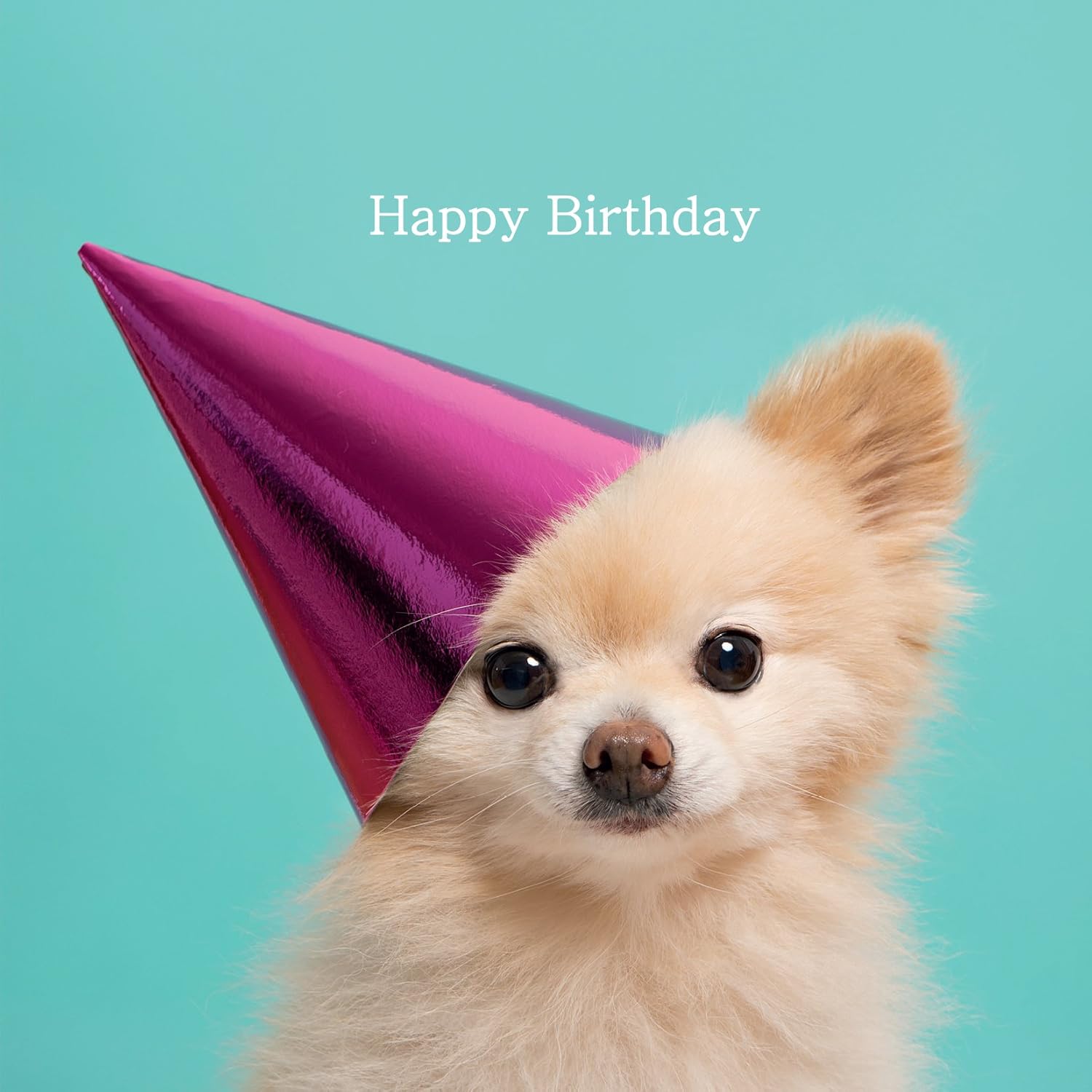 pomeranian birthday