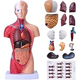 HOTROSE Human Body Model for Kids, 15 Pcs Removable 11 inch Human Torso Anatomy Model for for Teaching Study Class Students with Product Manual (11 inch)
