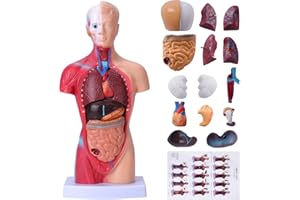 HOTROSE Human Body Model for Kids 15 Pcs Removable 11 inch Human Torso Anatomy Model for for Teaching Study Class Students with Product Manual