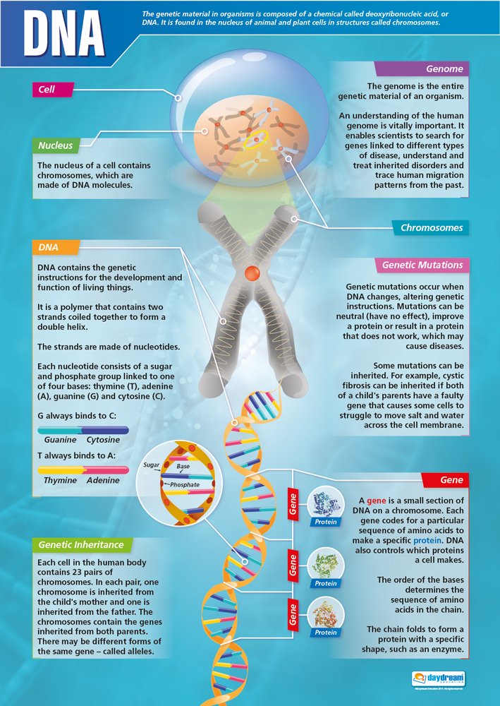 Daydream Education DNA Poster, Gloss Paper Extra Large A1 (850 mm x 594 mm) - Science Wall Chart for Classroom & Home