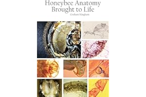 Honeybee Anatomy Brought to Life