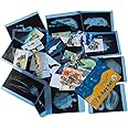 Odoorgames 20 Pieces Animal X-Ray Set - Guess Who I Am ? - Educational Science Kit for Kids: Explore The Fascinating World of Animal Skeletons