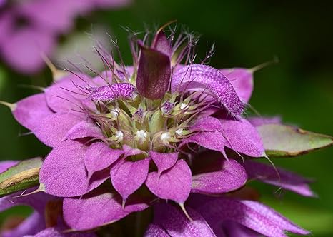 Amazon レモンミント500 2500種モナルダシトリョドラハーブez Grow Combsh I67 花