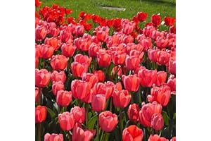 Tulip Bulbs for Early Spring Gardens - Assorted Vibrant Colors for Beds, Borders Containers Choose 5, 10 or 20 Bulbs for Seas