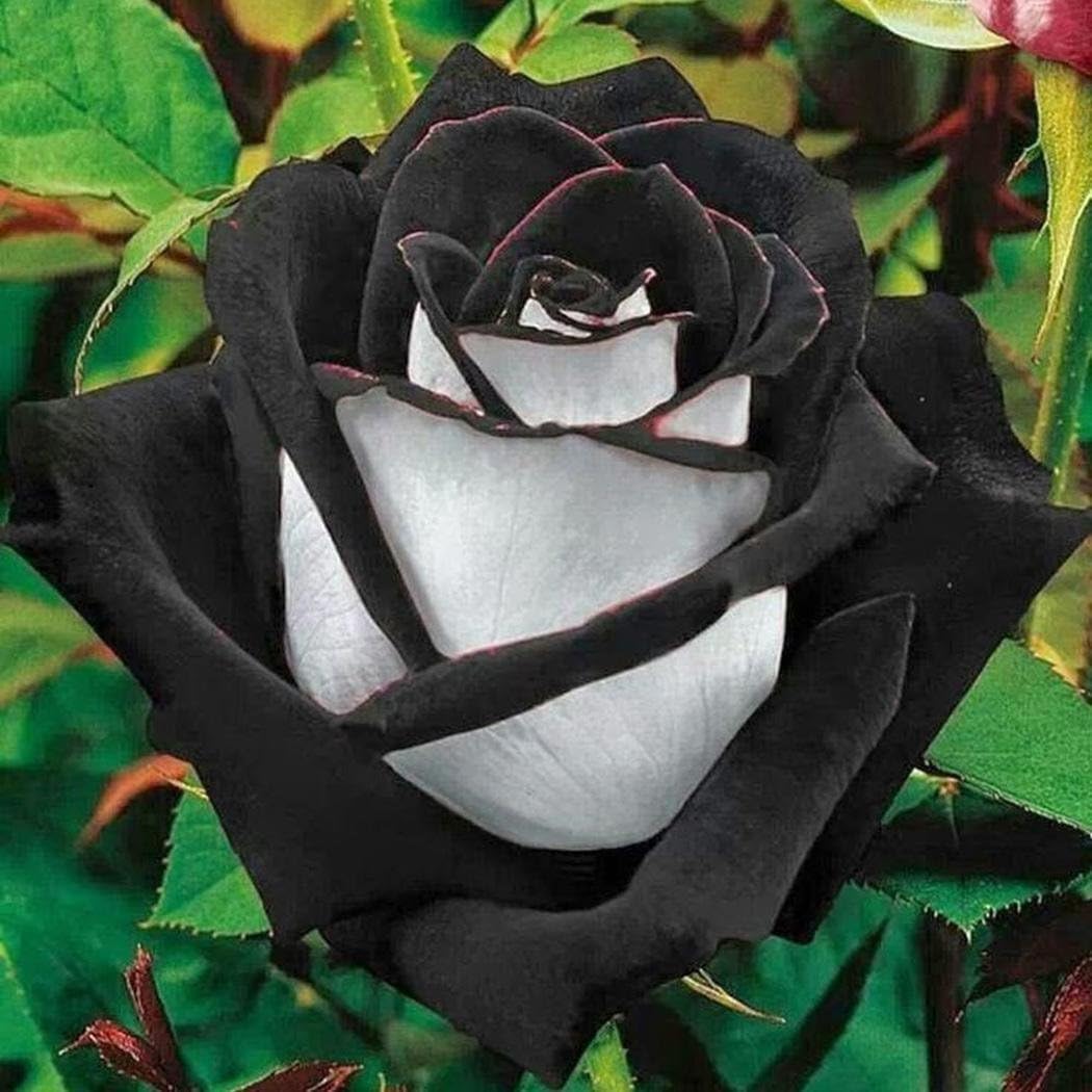 Dreamall New Nice Adorable Flower Fragrant Seeds Fragrant Blooms Rose Seed Flowers