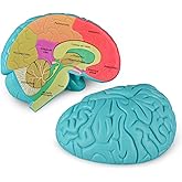Skillssist Cross-Section Brain Model, Human Brain Anatomy Model, 2 Pieces Foam Brain for Science Education and Anatomy Learning