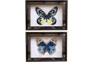 CXUEMH 2 Pcs Framed Butterfly Real Butterfly Specimens Taxidermy Butterfly in Frame Insect Collection Home & Office Desktop Decor Craft Gift for Men Women (Black P)