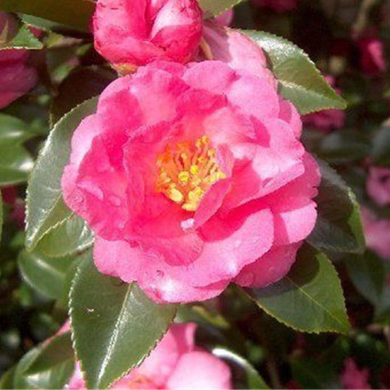 Chinese Green Tea Tree Seed Fresh Camellia