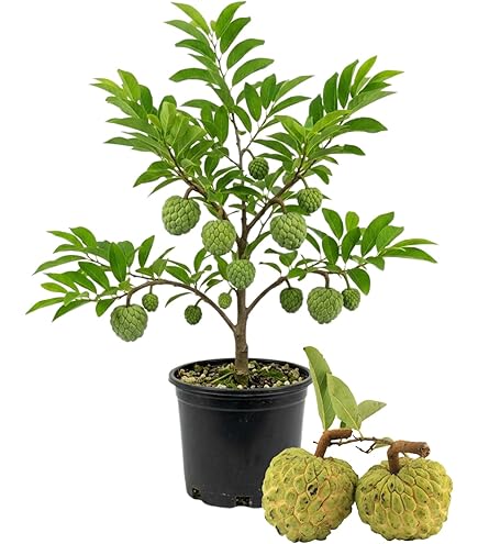 self watering terracotta planter VerdiPot® Lina Self-Watering & Air Pruning Planter main image 1
