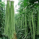 MOCCUROD 30+ Yard Long Bean Seeds Asian Vegetable Long Bean String Beans Productive USA
