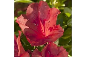 Encore Azalea Autumn Sunset (1 Gallon) Orange - Red Flowering Shrub - Full Sun Live Outdoor Plant