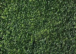 Nature Spring 3D Green Leaves Theme Photo