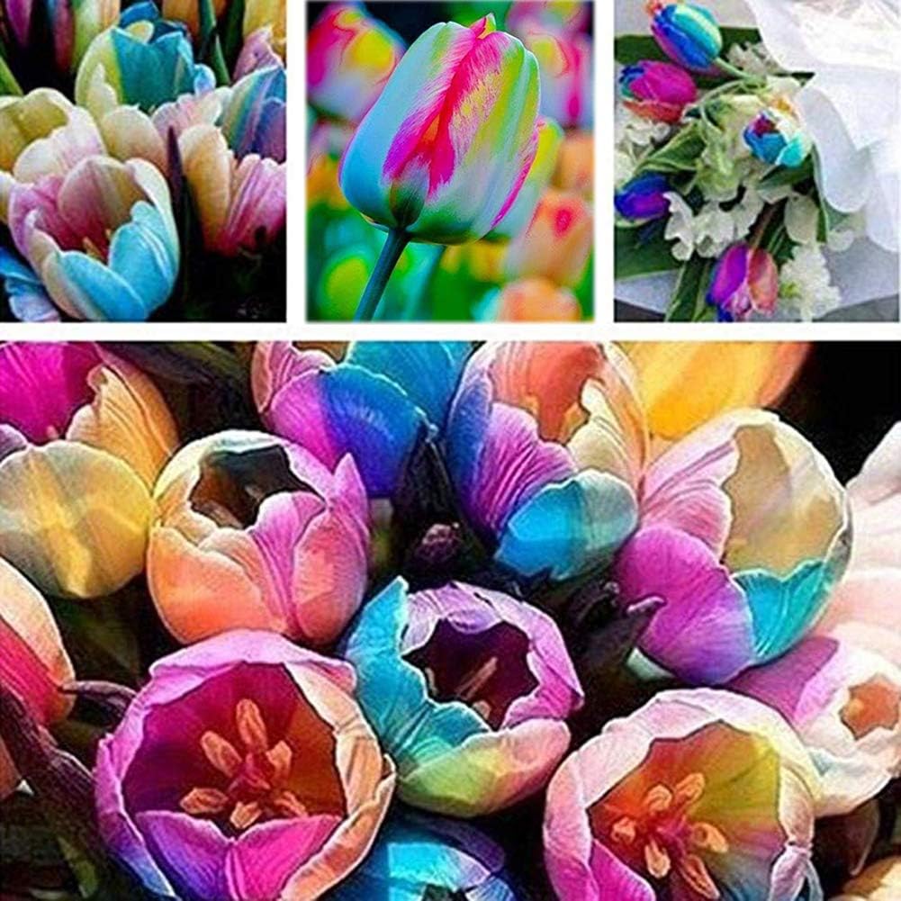 good01 100Pcs Rare Rainbow Gay Colorful Tulip Bulbs Seeds Perfume Potted Bonsai Plant Flower Garden Decorative Plants Flower Seeds Tulip Seeds
