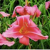 Rose Red Ruffles Daylily - Bare Root Plant, Hardy Perennial with Ruffled Red Blooms, Low Maintenance, Ideal for Full Sun or Partial Shade, Perfect for Garden Borders &amp; Landscapes