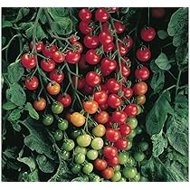 tomato ページ。 Amazon.com : Super Sweet 100 Hybrid Tomato - Amazingly Sweet