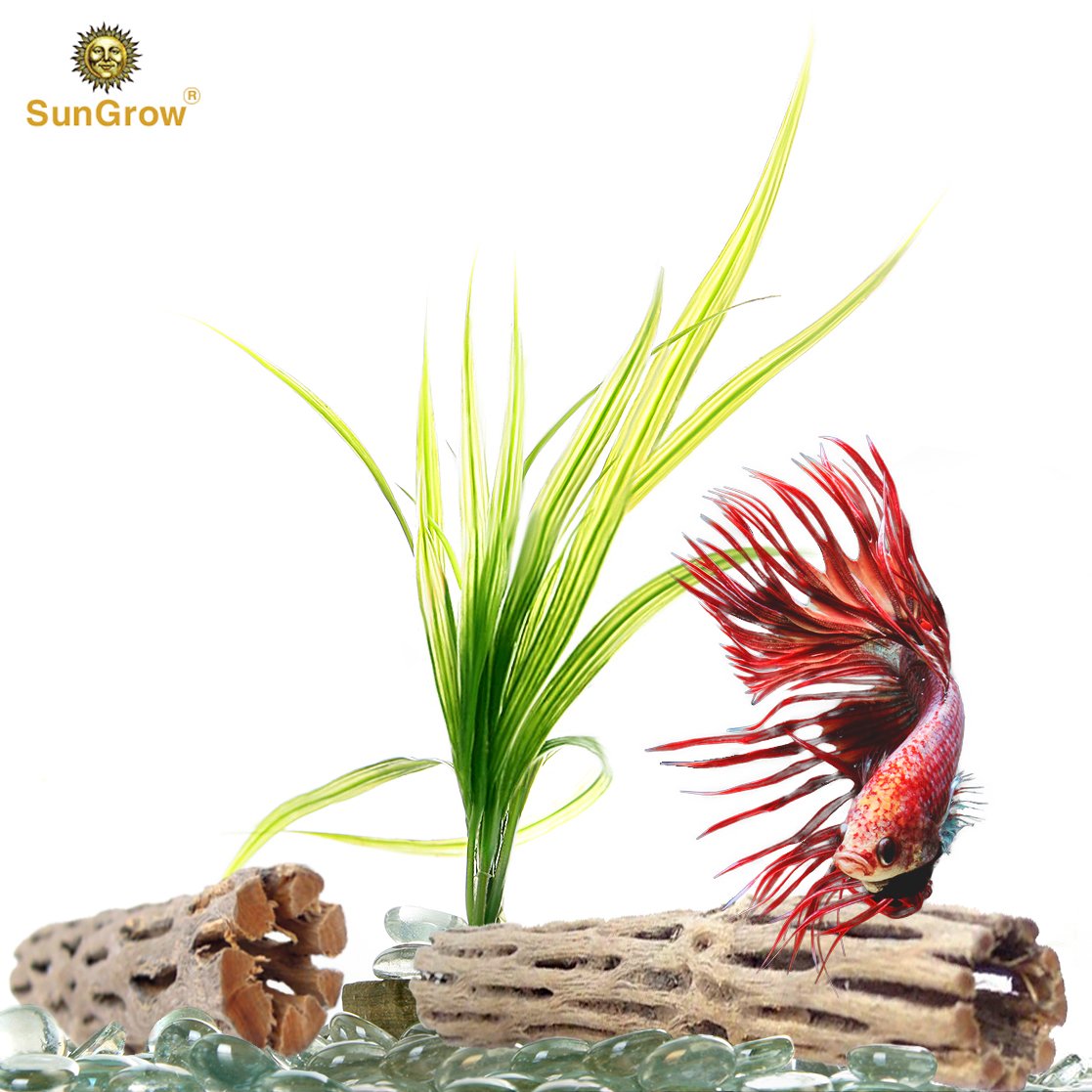 Natural Betta Wood by SunGrow - 3 Pieces - Perfect Cholla Wood Toy for Betta fish - Each Piece is 6 inches Long - Organic softwood, no thorns - Great for Aquarium Decoration