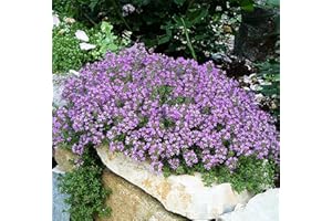 MARDE ROSS & COMPANY 8000+ Creeping Thyme Seeds - Perennial Herb for Landscaping