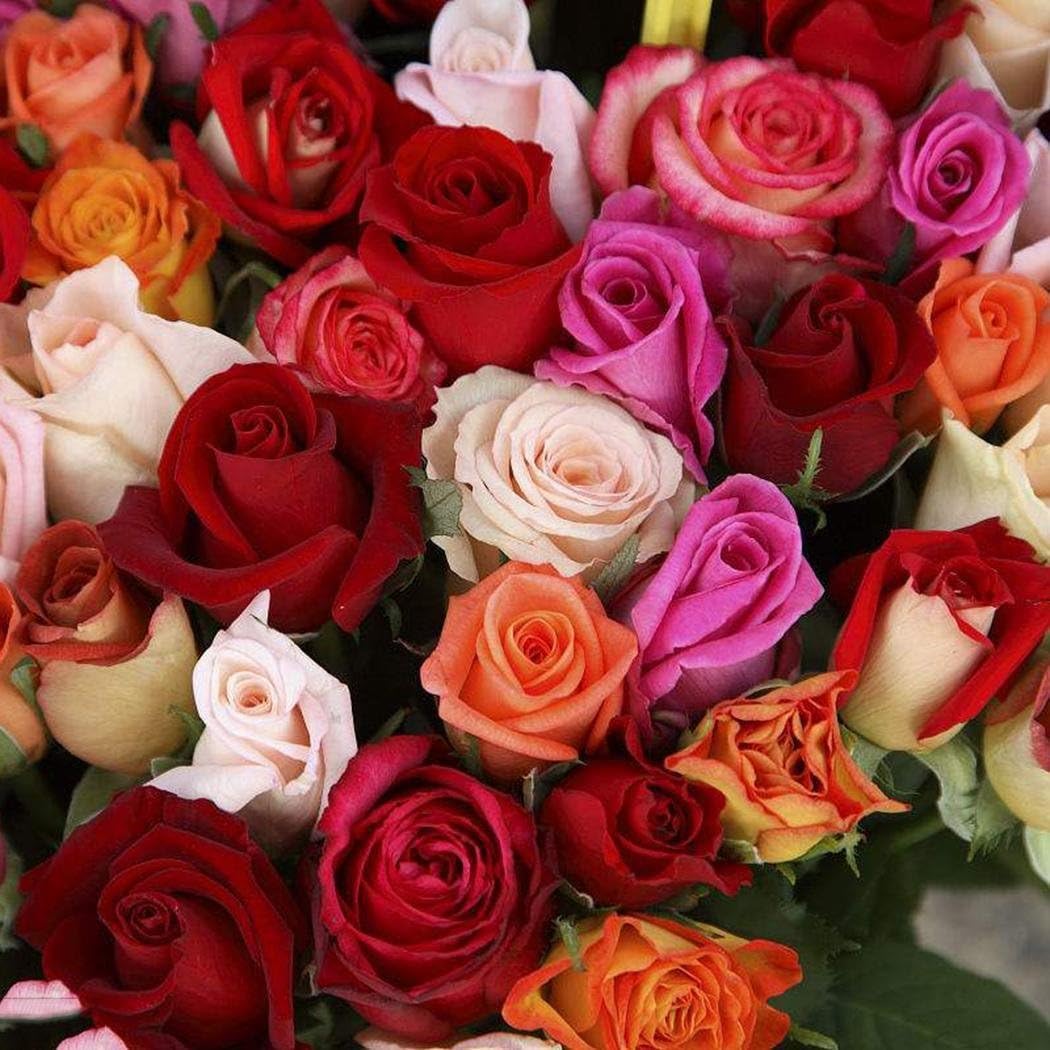 LEANO 100pcs Rose Seeds Rare Colorful Flower Seeds Easy to Grow Seeds for Home Garden