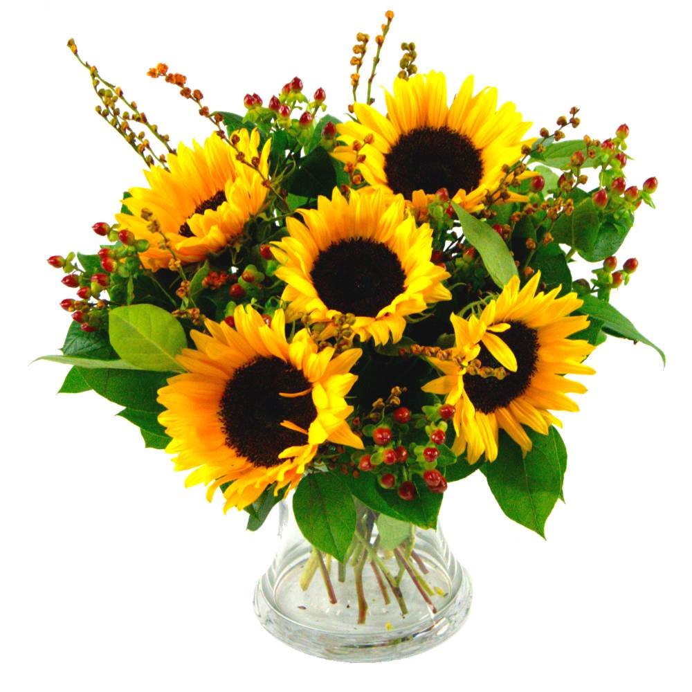 Clare Florist Radiant Sunflower Surprise Fresh Flowers Bouquet - Gorgeous Sunflowers Hand Arranged