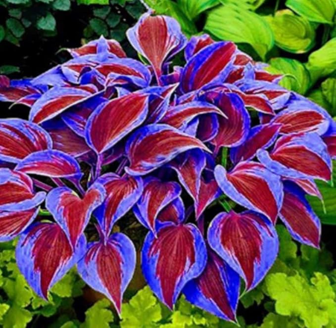 Beautytalk Seeds 50pcs Rare Coleus Seeds Garden Plants Seed Hardy