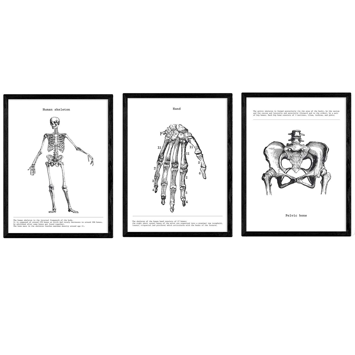 Nacnic Set of 3 Pictures of the Human Body | Collection of Black and White Pictures About Biology, Health, Anatomy and Medicine | Skeleton, Hand and Pelvis