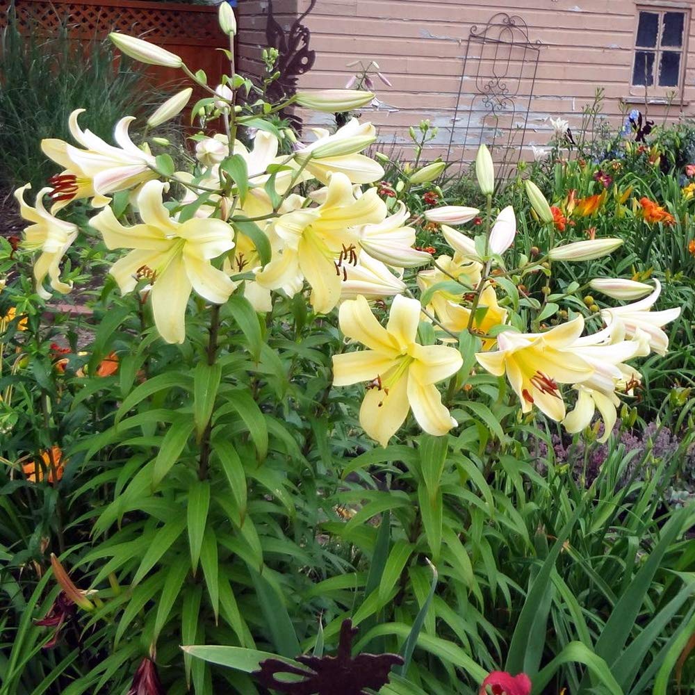 2 x Lily Honeymoon ‘Like a Tree’ - Boasts Pale Gold Flowers –Trumpet Shaped Blooms – Attracts Butterflies and Bees – Sensational Fragrance – for a Beautiful Summer Garden