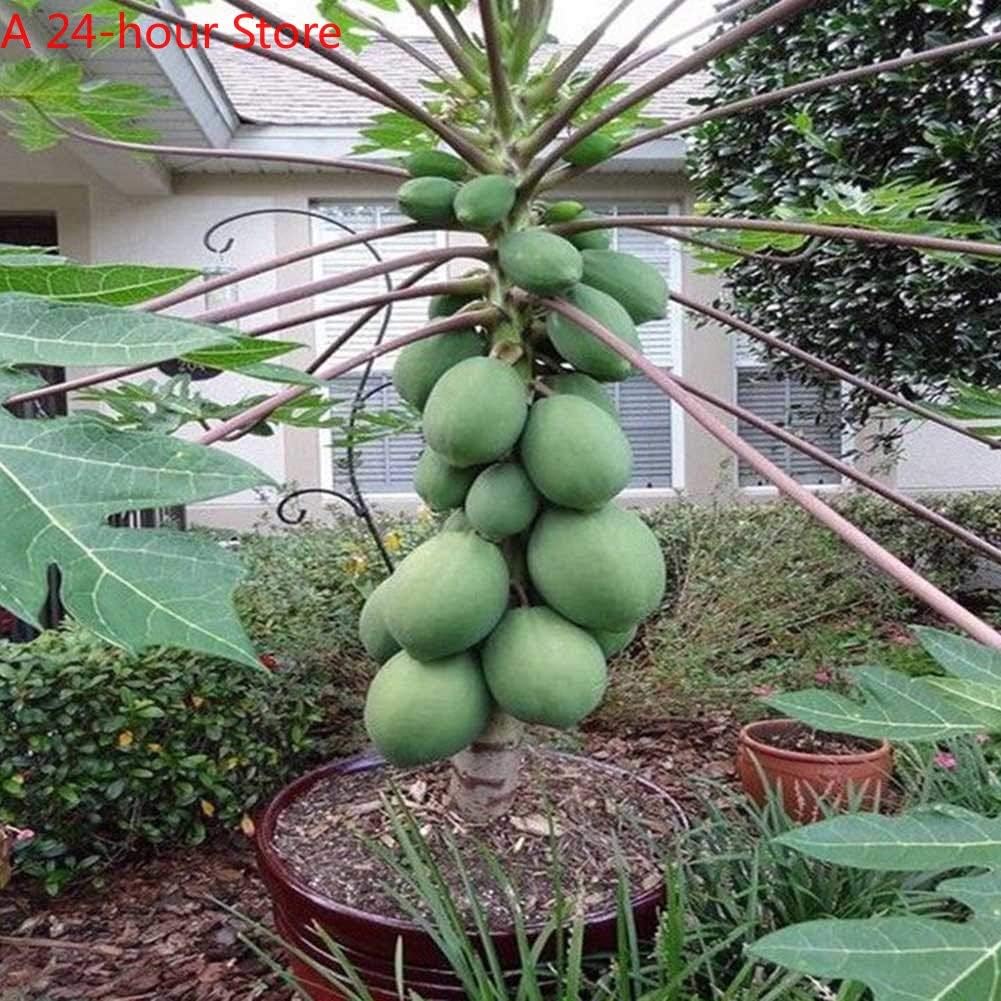 HONIC 30pcs Bonsai 100% t Papaya (Carica Papaya). Enano Fruta ...