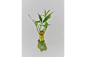 JM BAMBOO Small Lucky Bamboo Arrangement dark/white - Elephant Favor unique from jmbamboo