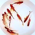 Toledo Goldfish Live Sarasa and Comet Goldfish Combo, Live Fish with a Variety of Colors and Patterns - Perfect for Ponds, Tanks, and Aquariums, 3-4 Inches, 3 of Each, 6 Total Count