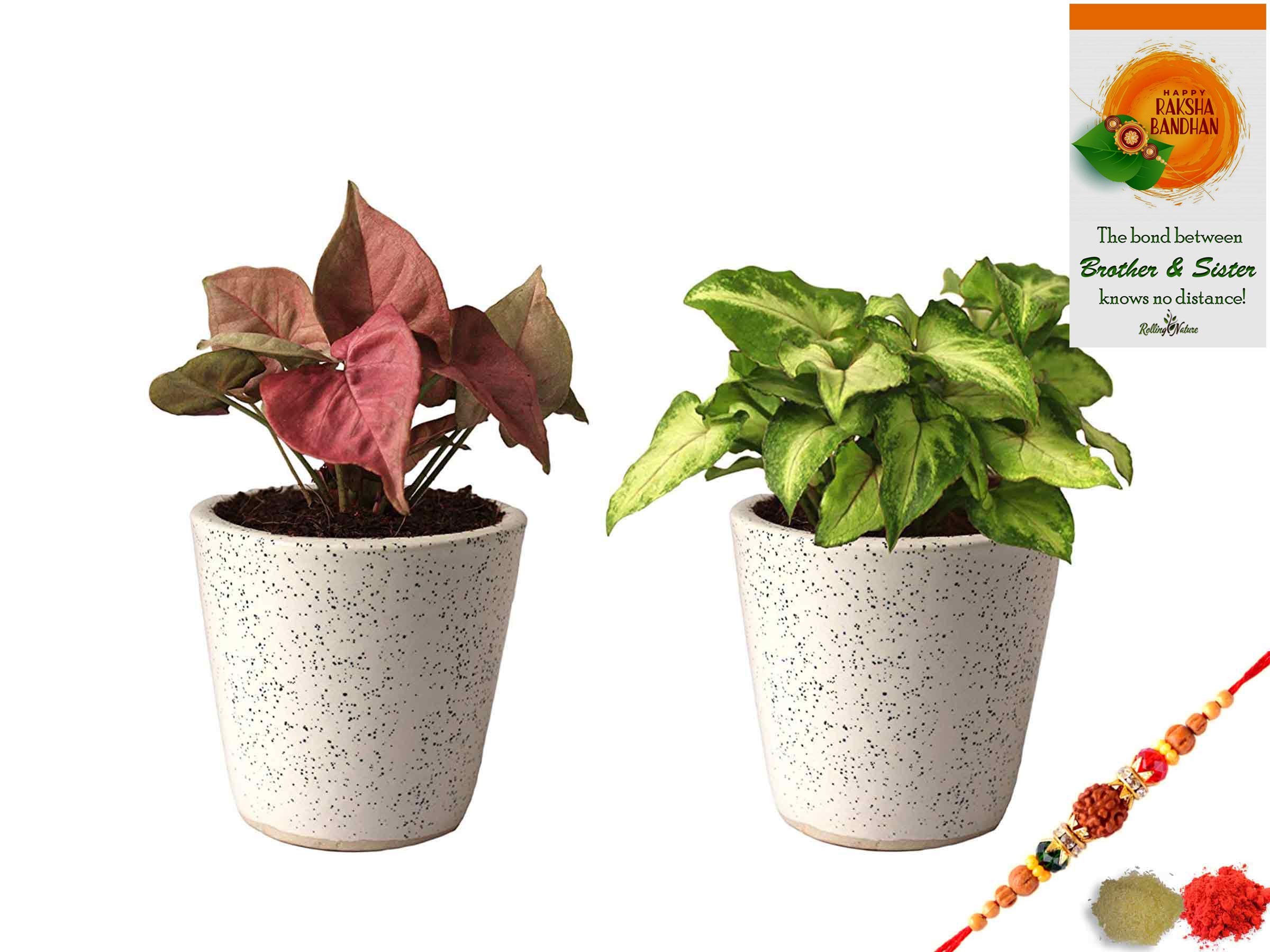 Rolling Nature Rakhi Combo of Good Luck Live Air Purifying Pink Syngonium and Green Syngonium Plant in White Bucket Dew Ceramic Pot